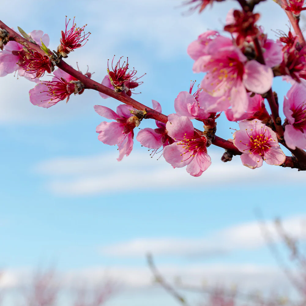 Donut Saturn Peach Tree - Image 5