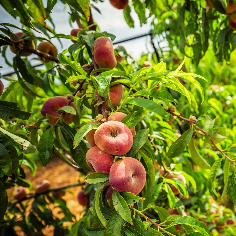 Donut Saturn Peach Tree - Image 6