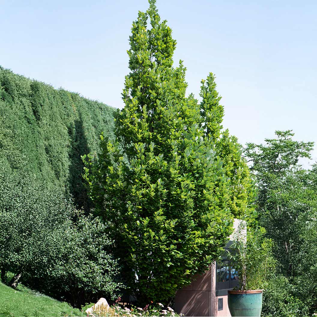 Scarlet Letter™ Oak Tree - Image 2
