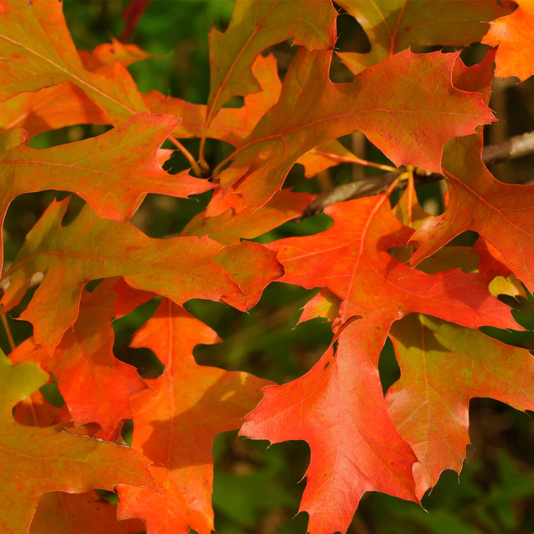 Scarlet Letter™ Oak Tree - Image 3