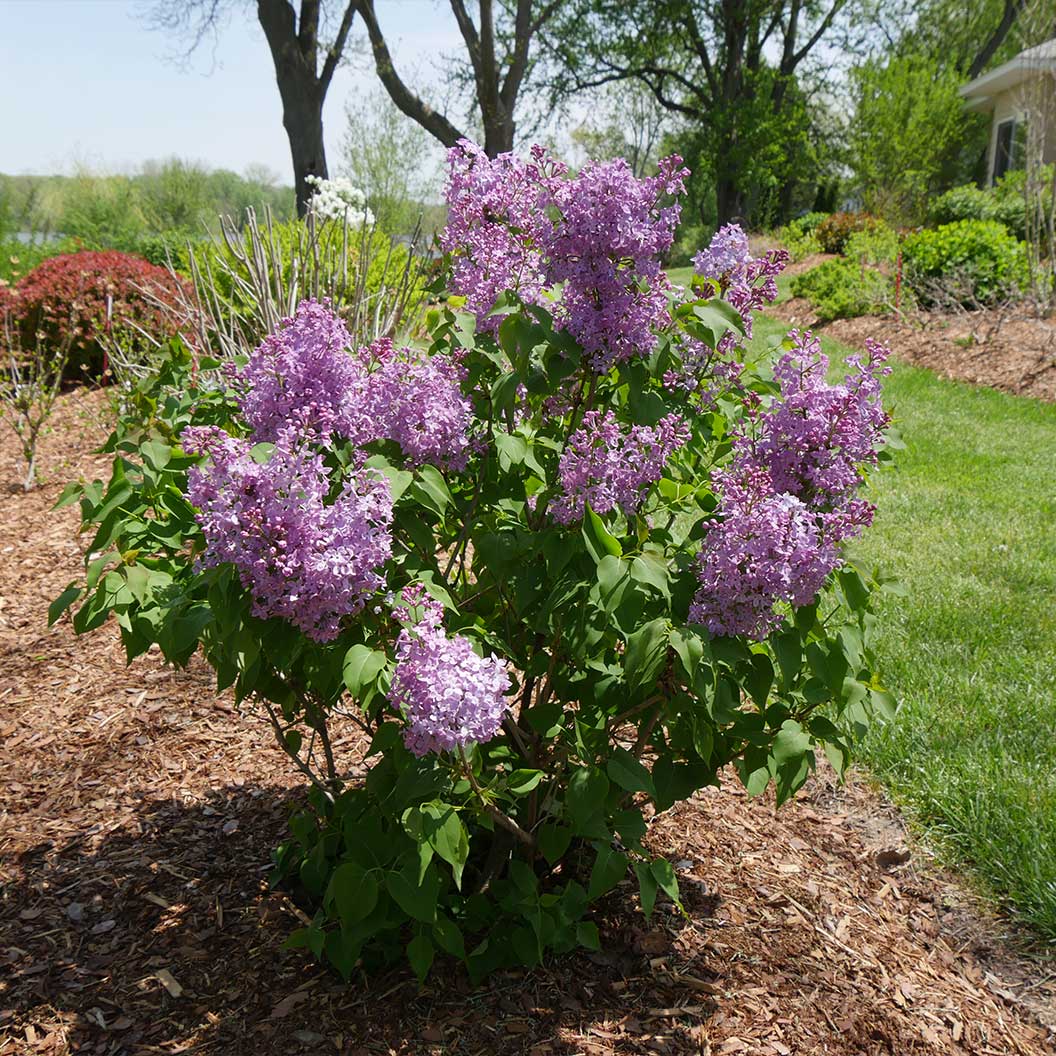 Proven Winners® Scentara® Double Blue Lilac - Image 3