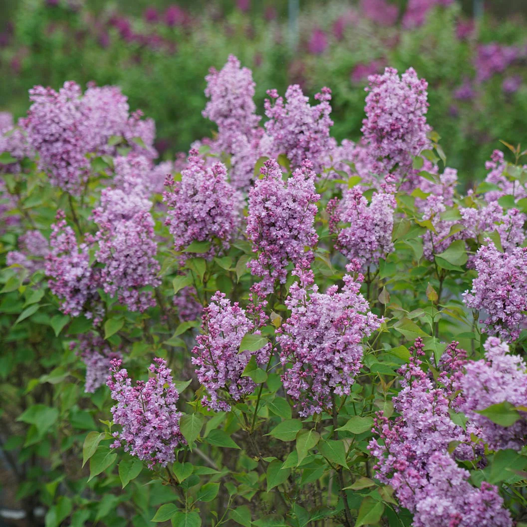 Proven Winners® Scentara® Double Blue Lilac - Image 4