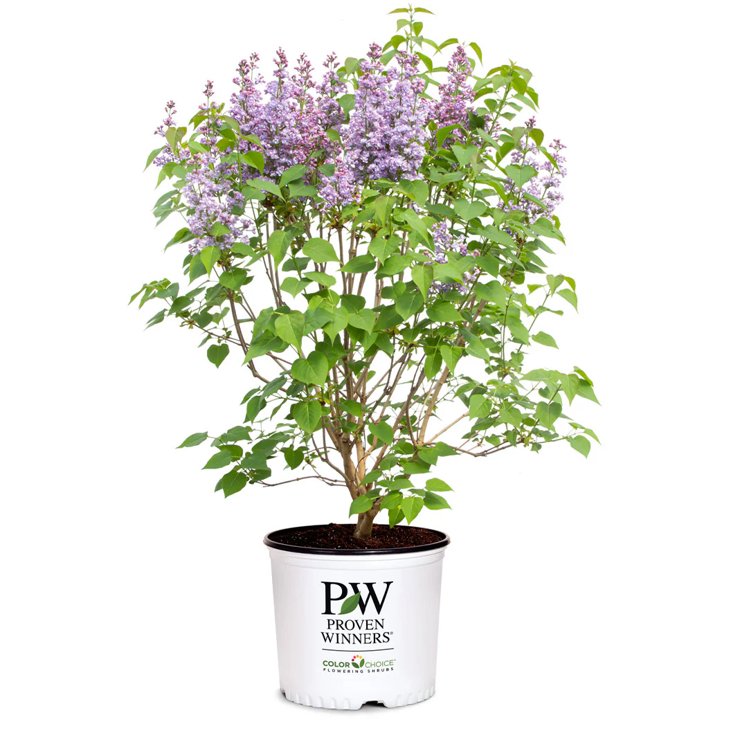 Proven Winners® Scentara® Double Blue Lilac - Image 5
