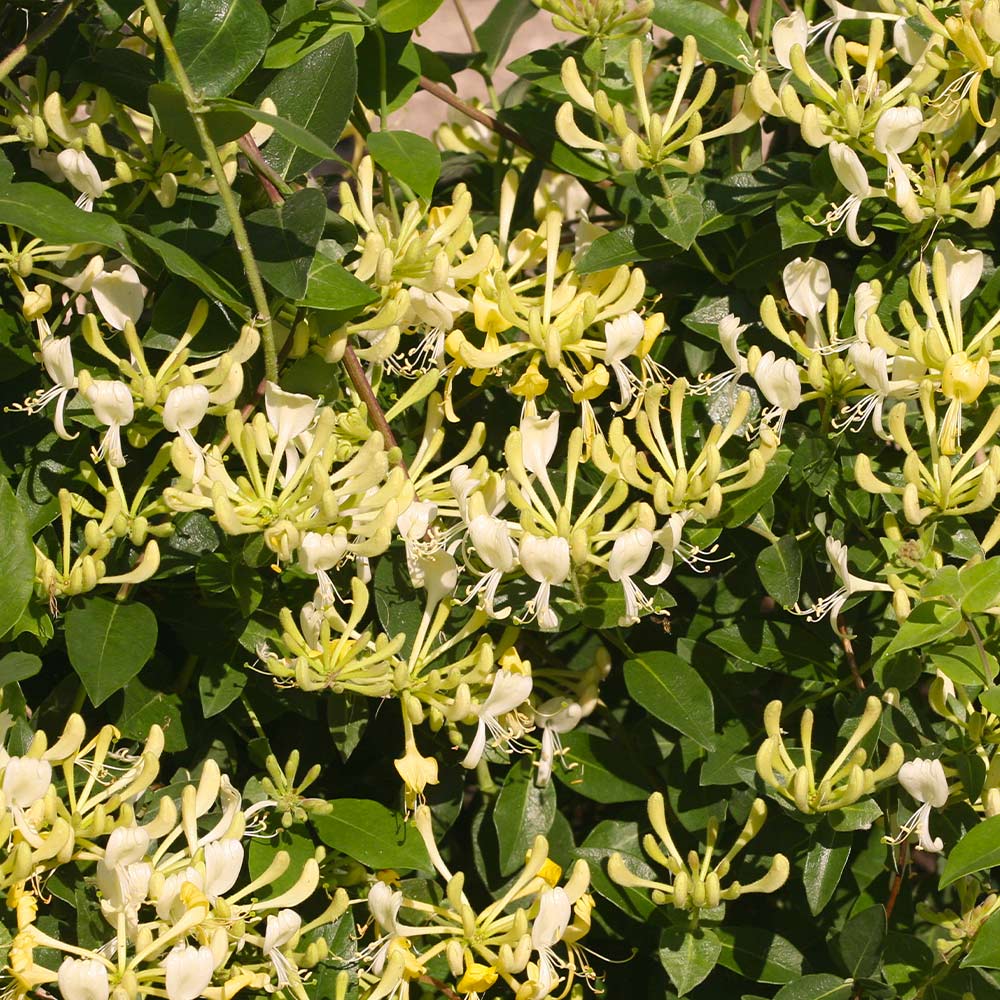 Proven Winners® Scentsation Honeysuckle Vine - Image 2