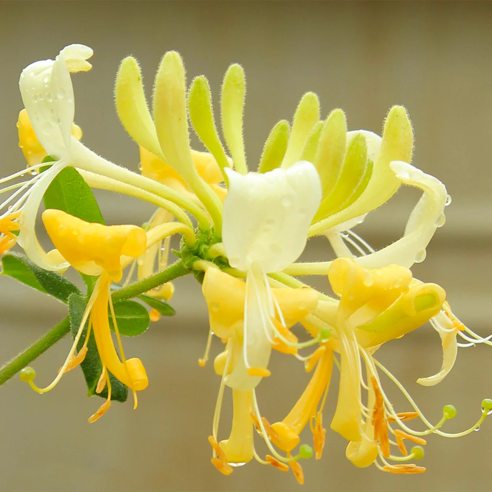 Proven Winners® Scentsation Honeysuckle Vine - Image 3