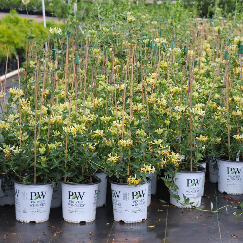 Proven Winners® Scentsation Honeysuckle Vine - Image 4