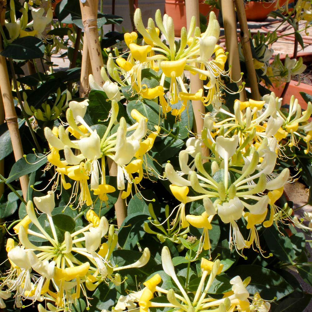 Proven Winners® Scentsation Honeysuckle Vine - Image 5