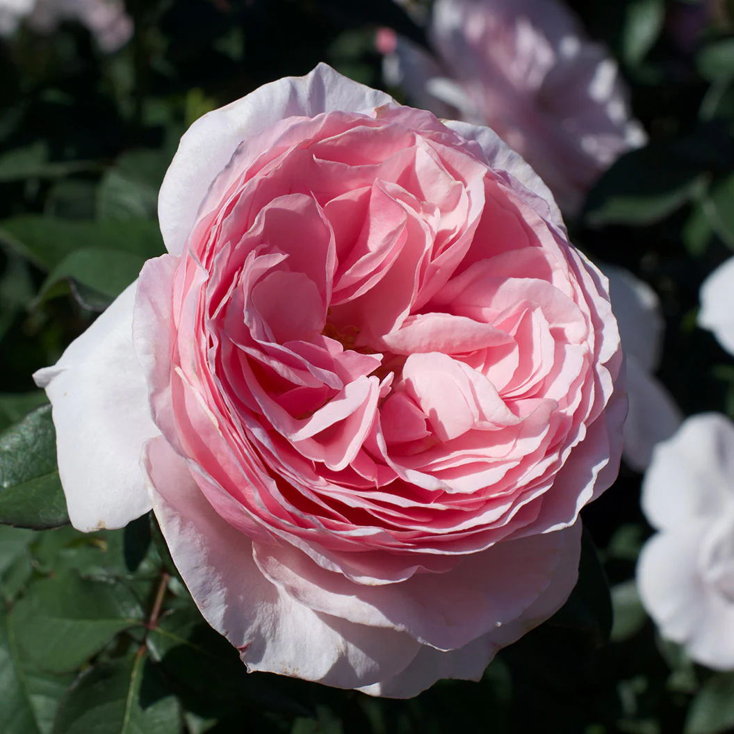 Scentuous® Rose Shrub - Image 2