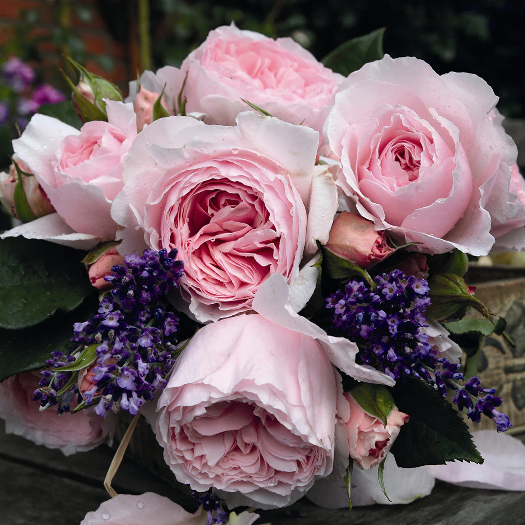 Scentuous® Rose Shrub - Image 3