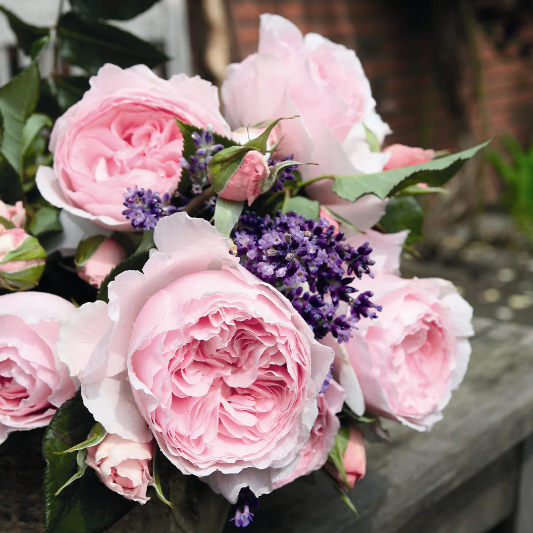 Scentuous® Rose Shrub - Image 4