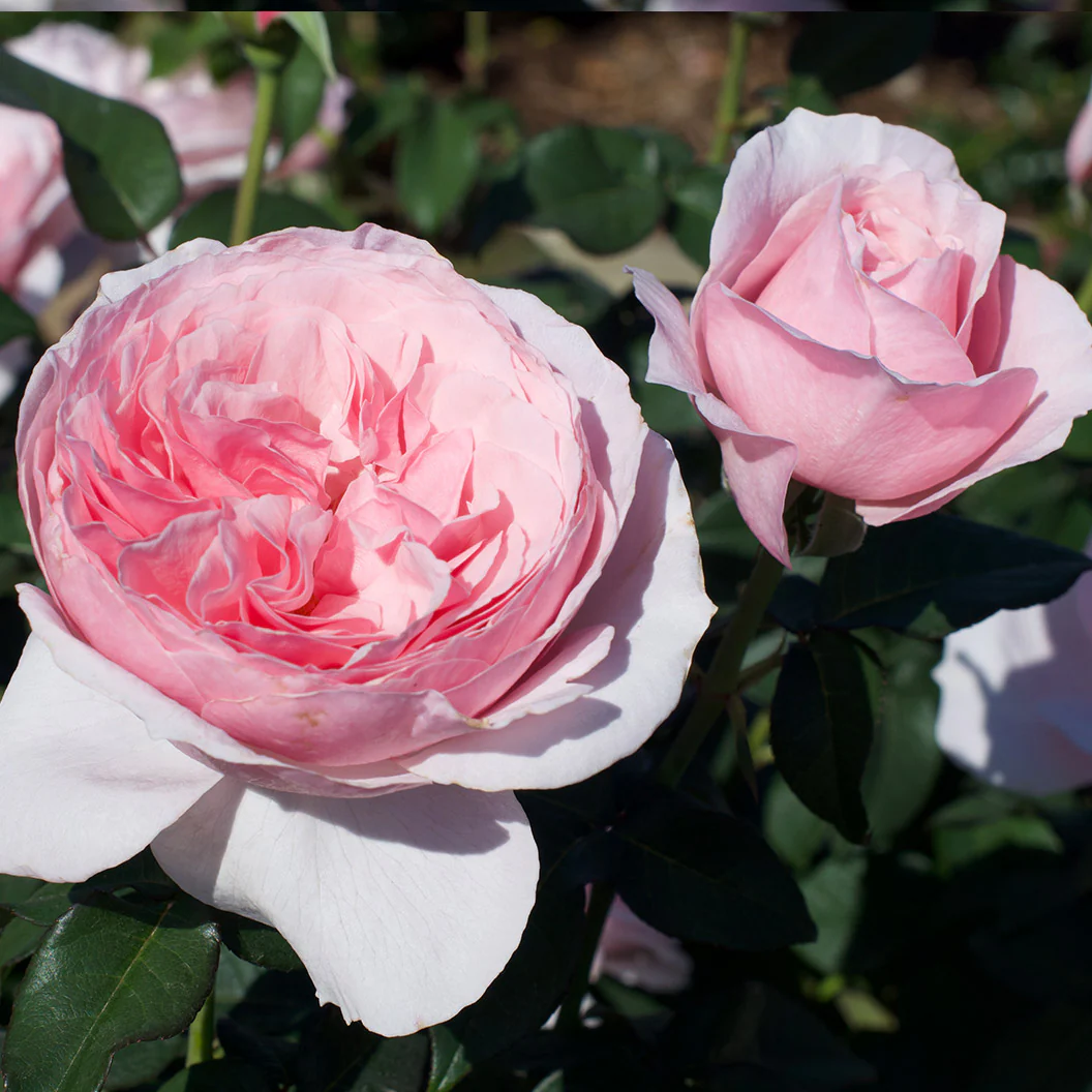 Scentuous® Rose Shrub - Image 5