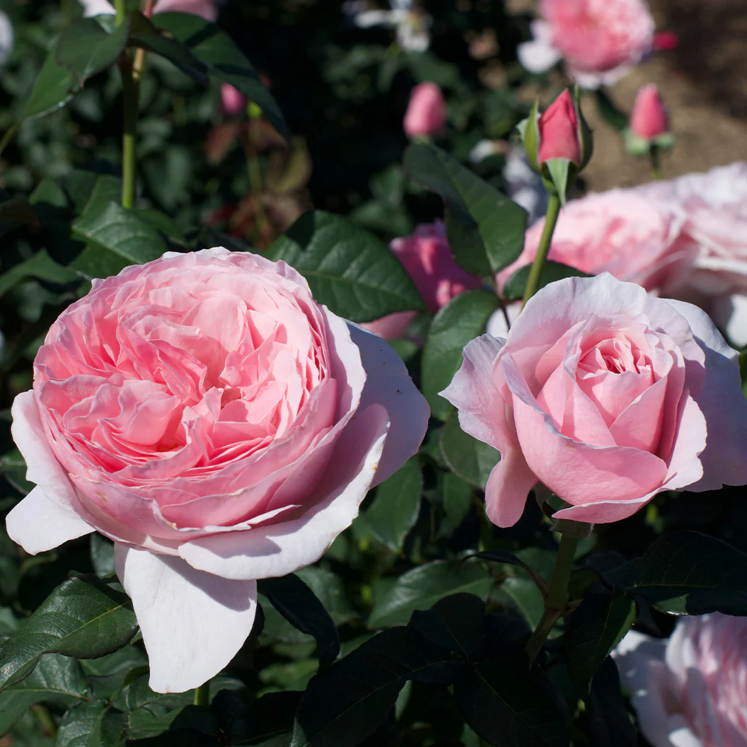 Scentuous® Rose Shrub - Image 6
