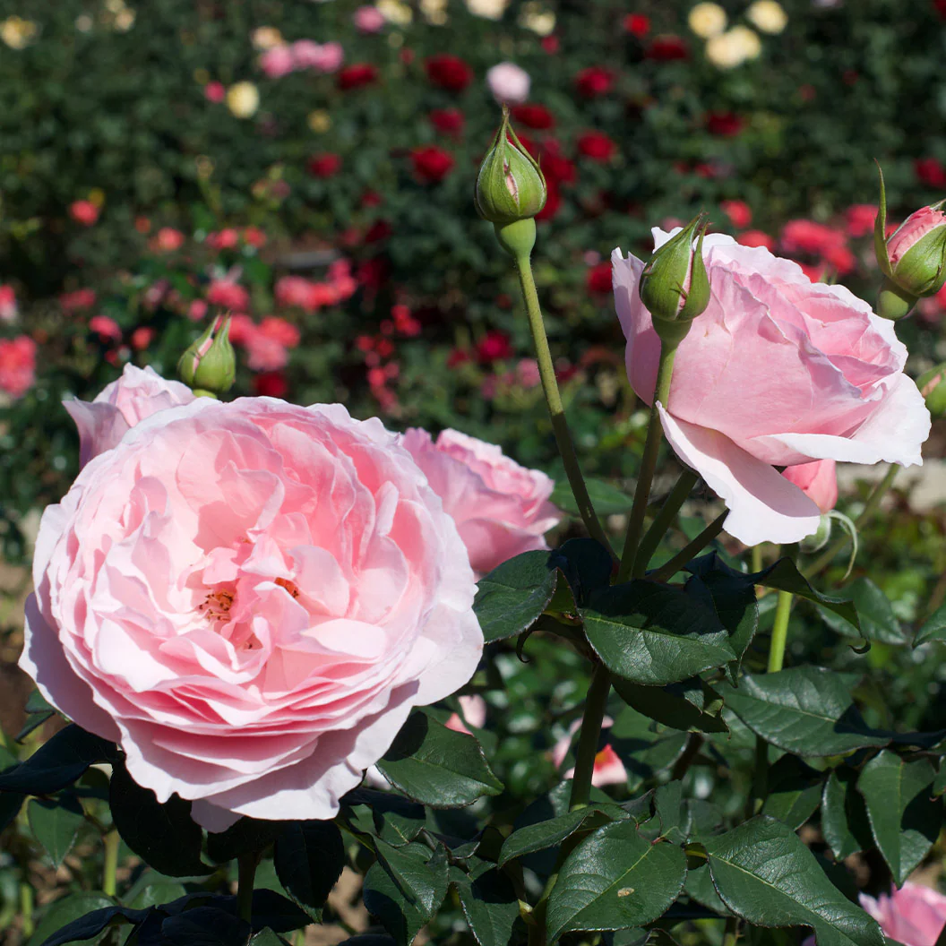 Scentuous® Rose Shrub - Image 7