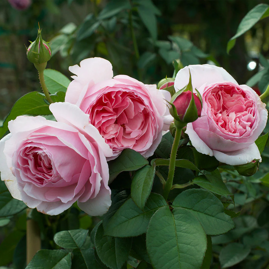 Scentuous® Rose Shrub - Image 8