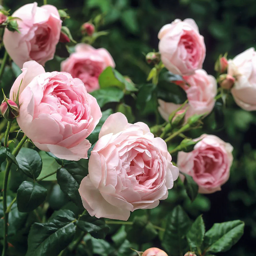 David Austin® Scepter'd Isle® Rose Shrub - Image 3