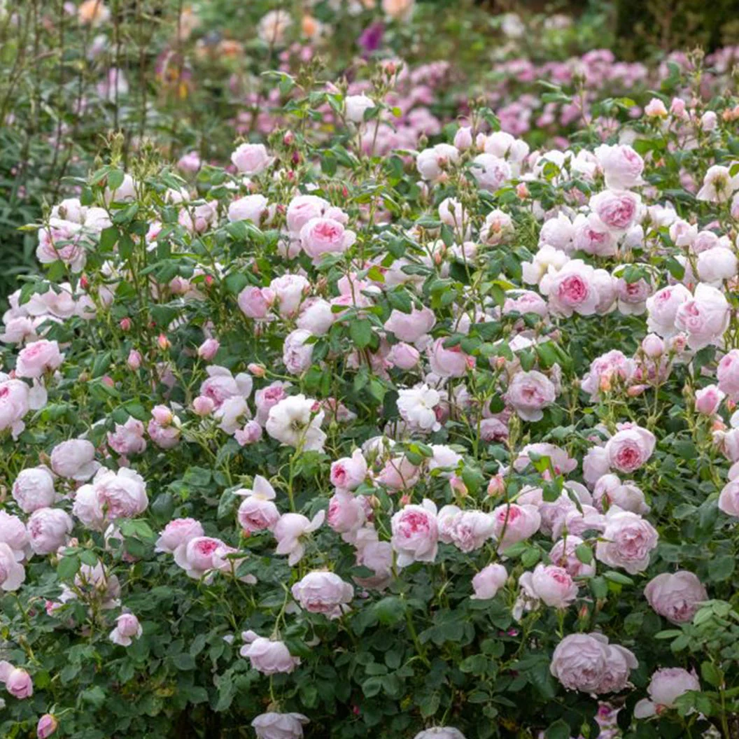 David Austin® Scepter'd Isle® Rose Shrub - Image 4