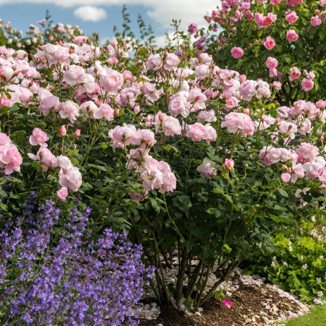 David Austin® Scepter'd Isle® Rose Shrub - Image 5