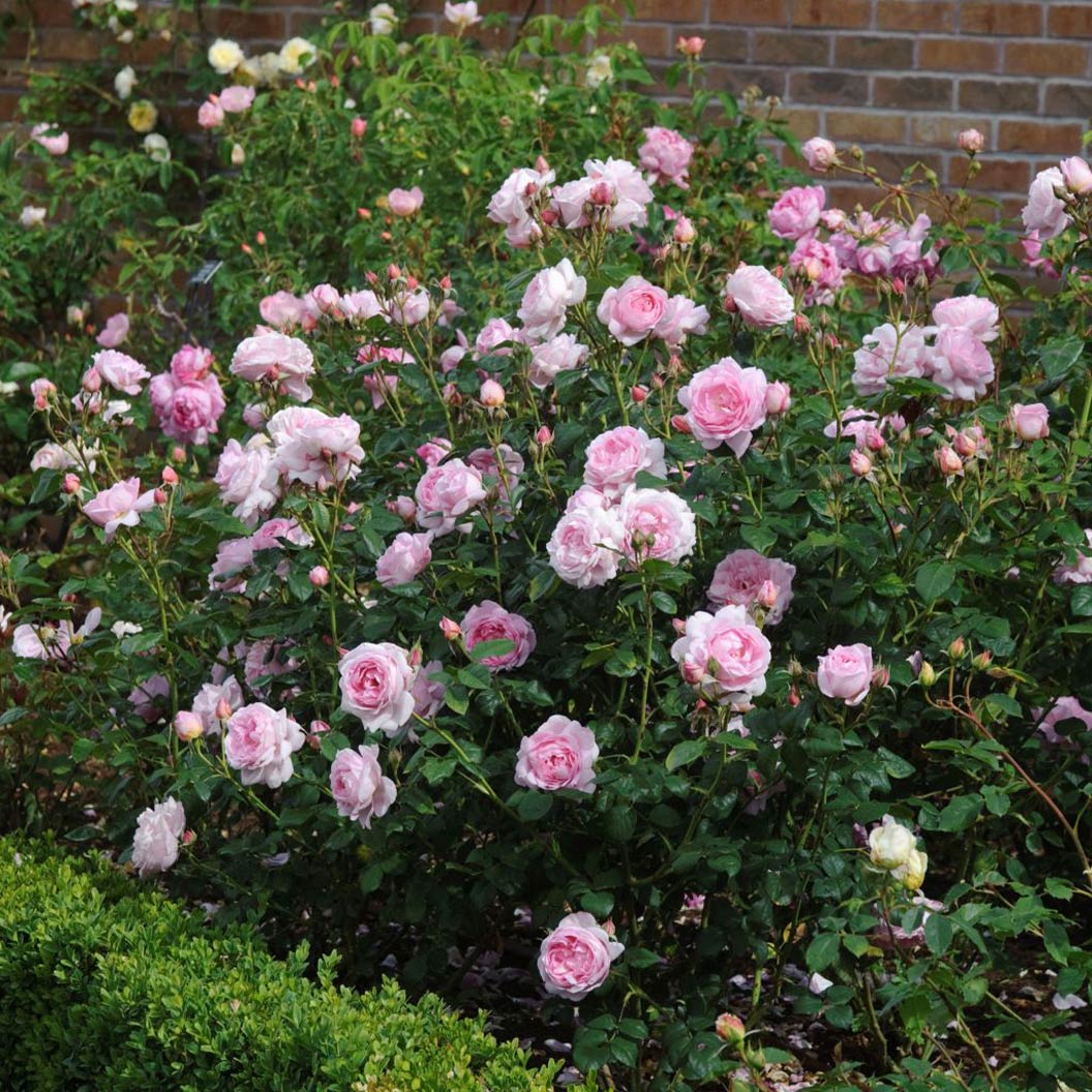 David Austin® Scepter'd Isle® Rose Shrub - Image 6