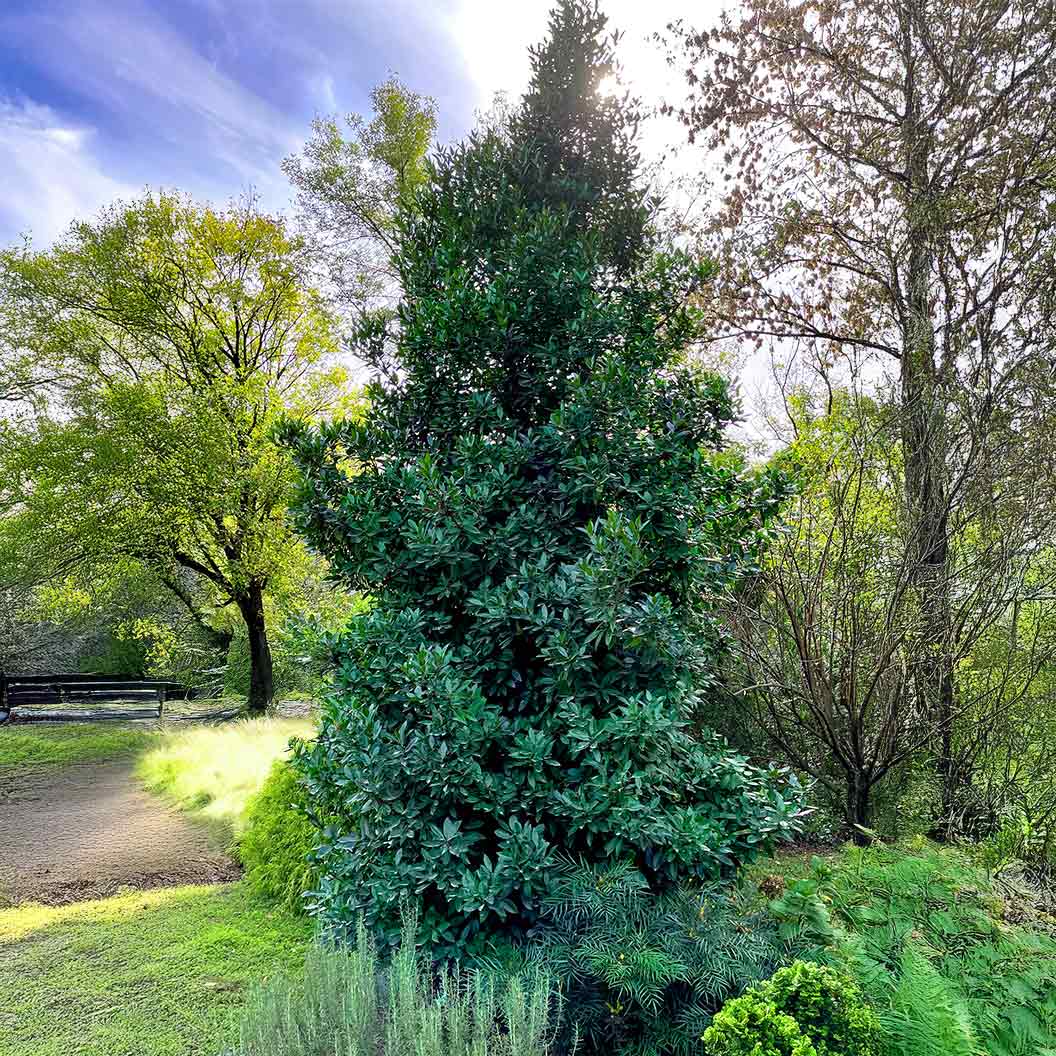 Southern Living® Screen Play Holly Shrub - Image 2
