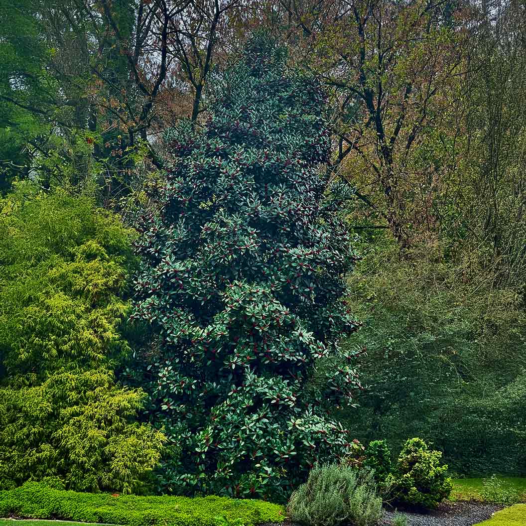 Southern Living® Screen Play Holly Shrub - Image 3