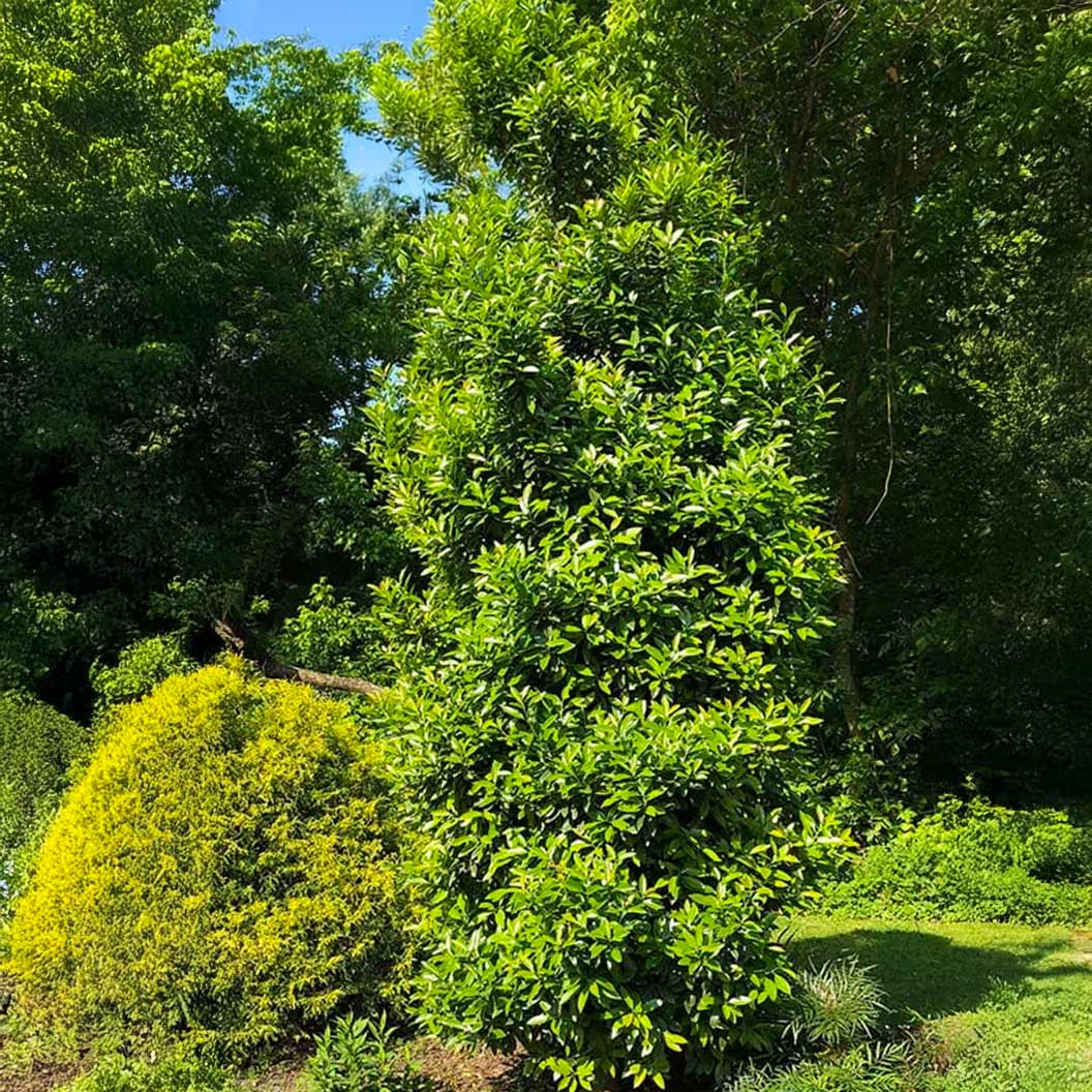 Southern Living® Screen Play Holly Shrub - Image 4