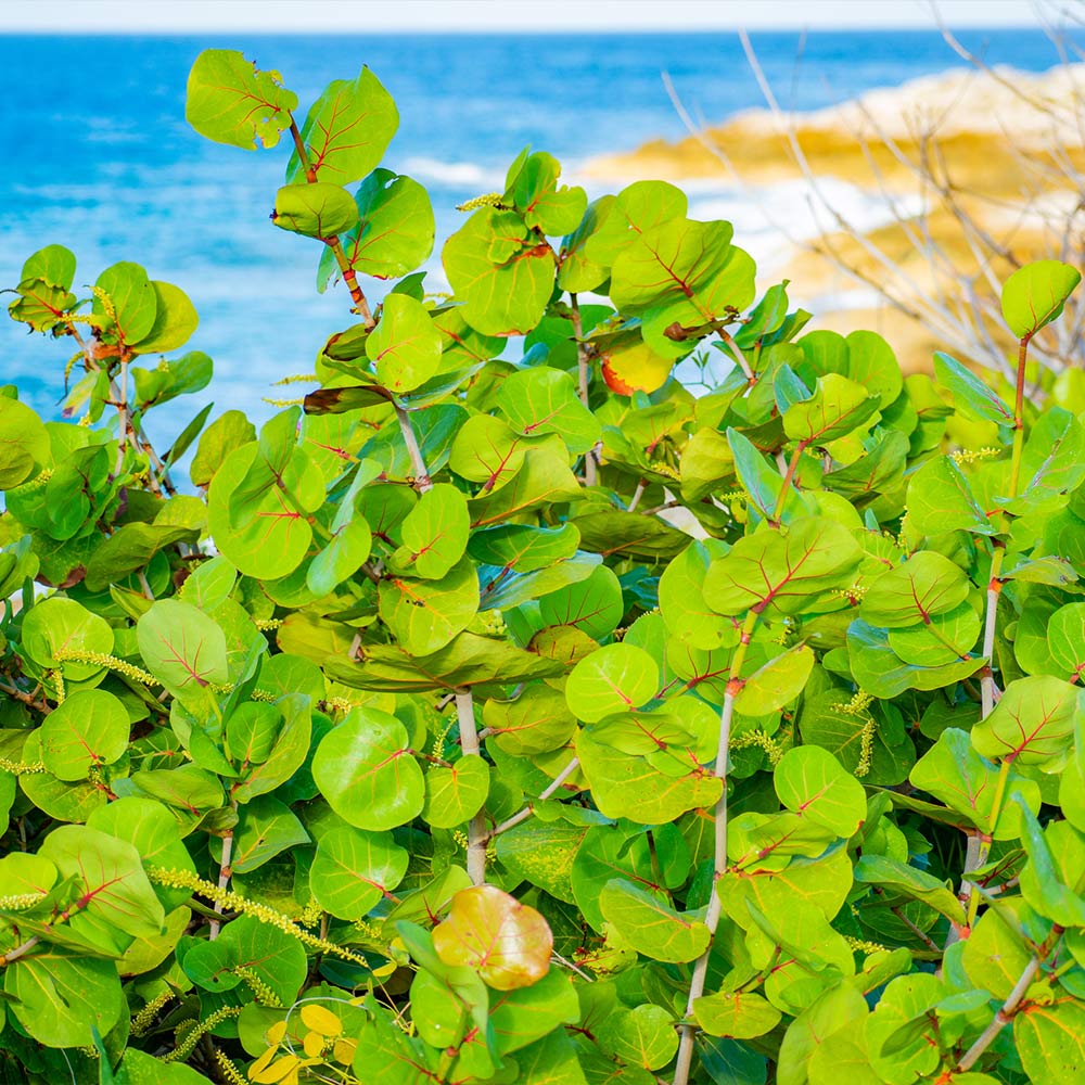 Sea Grape Bush - Image 3
