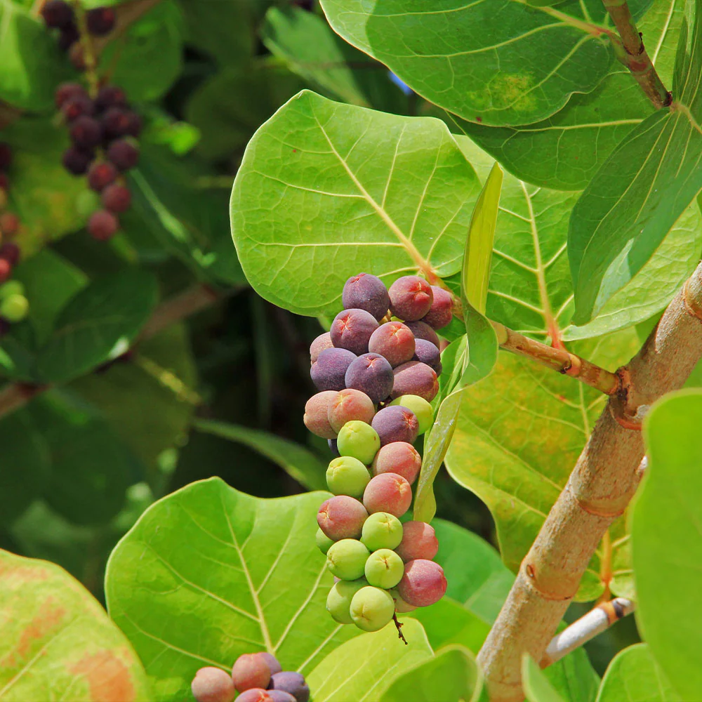 Sea Grape Bush - Image 4