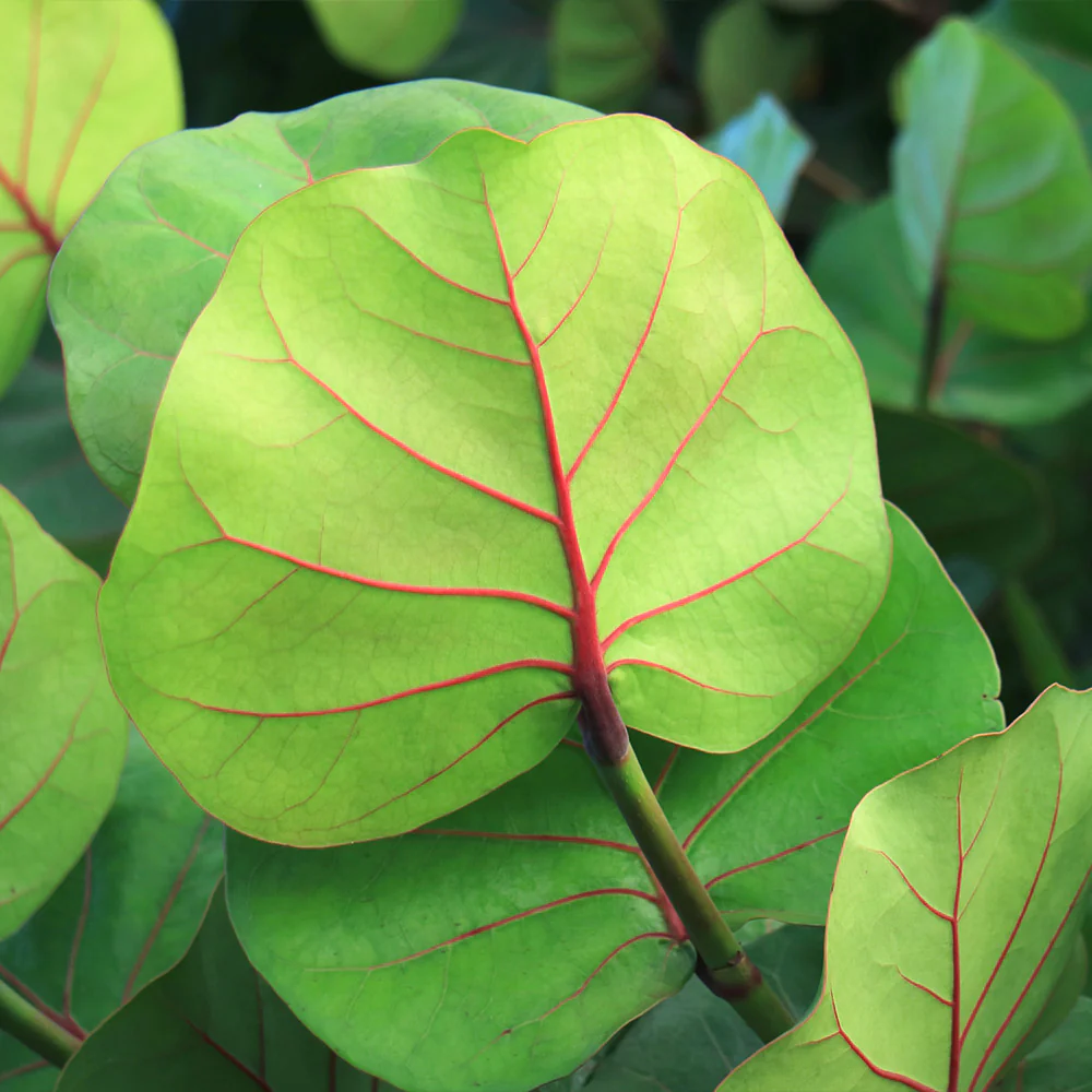 Sea Grape Bush - Image 5