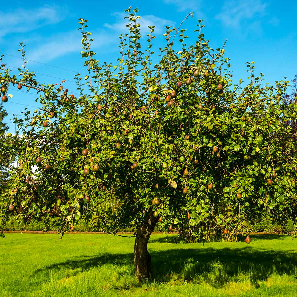 Seckel Pear Tree - Image 3