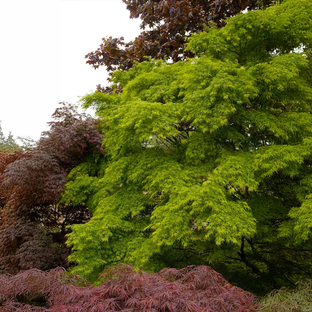 Seiryu Japanese Maple Tree - Image 2