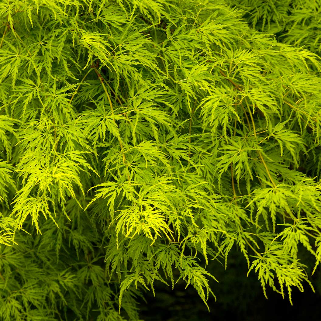 Seiryu Japanese Maple Tree - Image 3