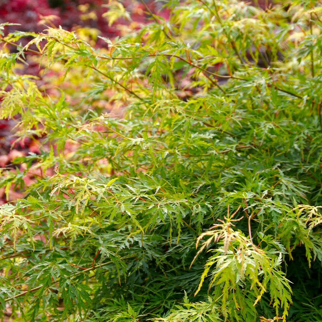 Seiryu Japanese Maple Tree - Image 4
