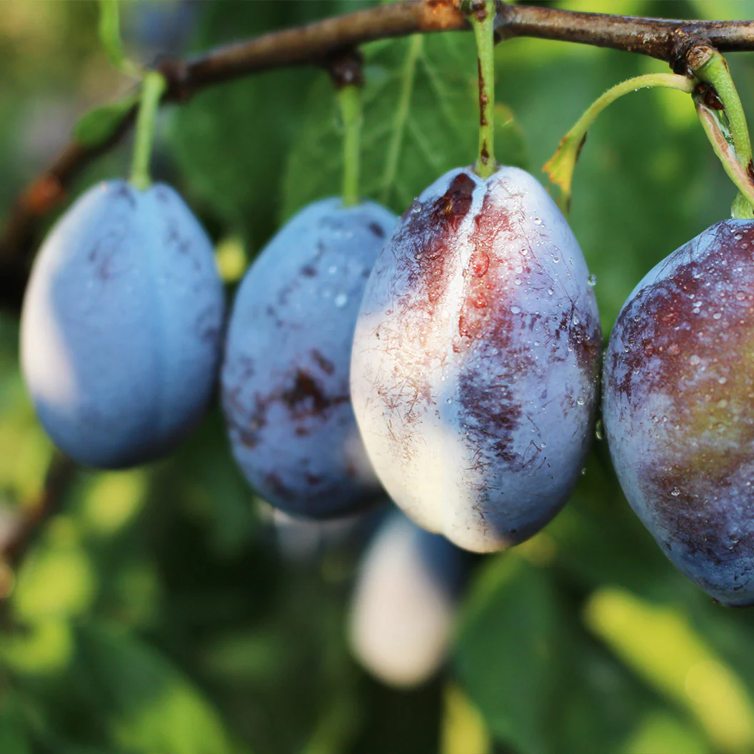 Seneca Plum Tree - Image 2