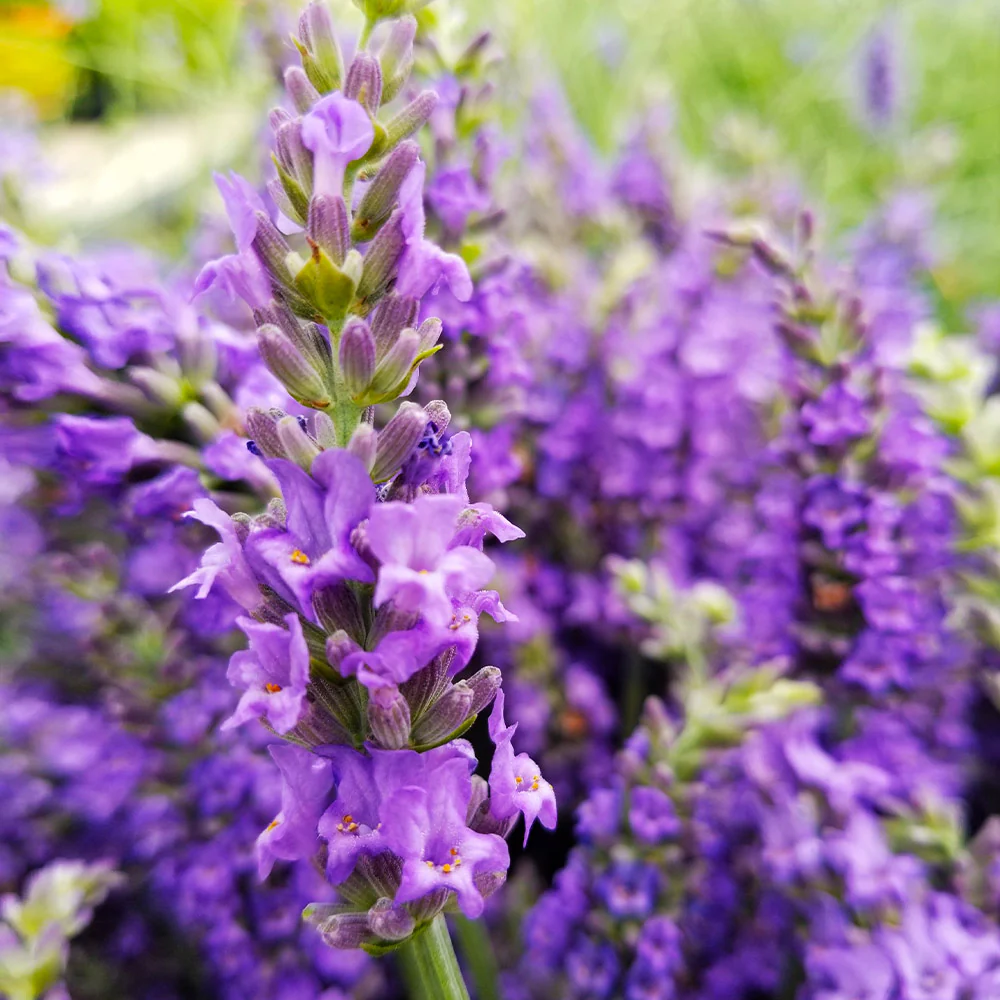 Sensational™ Lavender Plant - Image 3