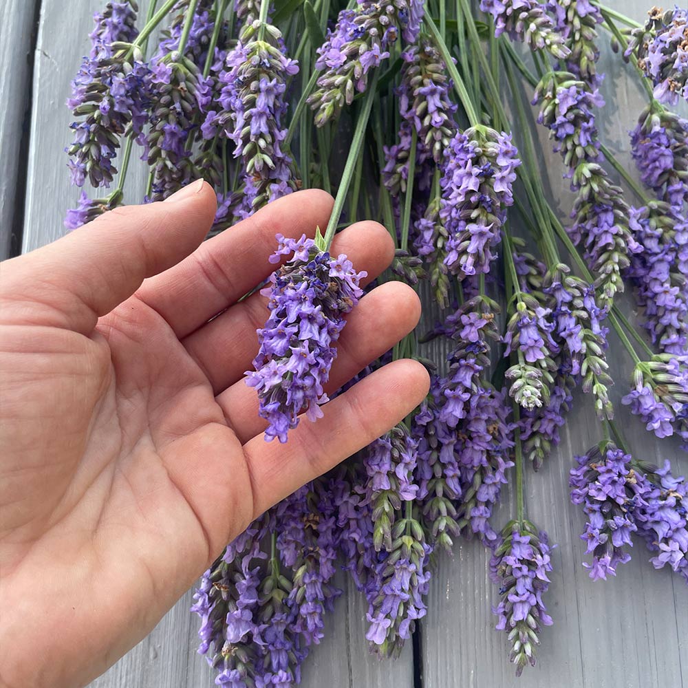Sensational™ Lavender Plant - Image 4