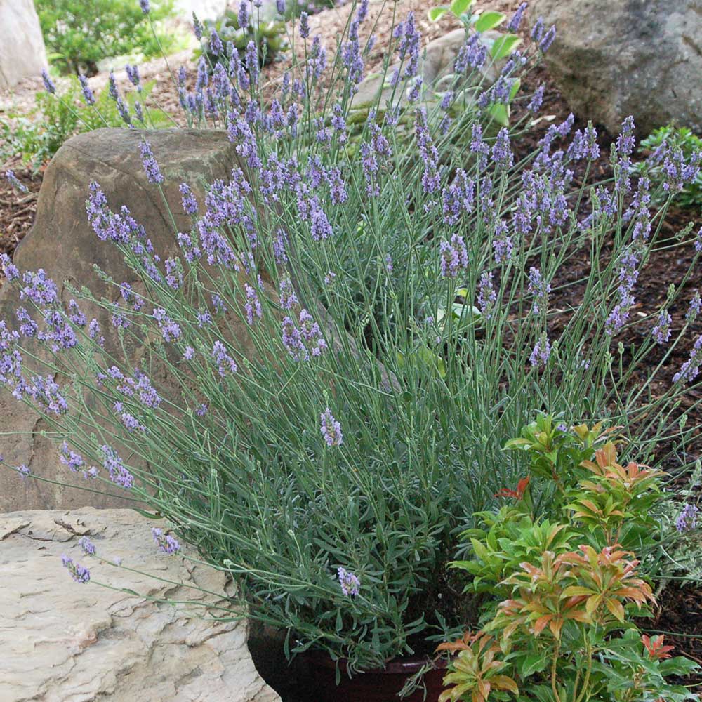 Sensational™ Lavender Plant - Image 6