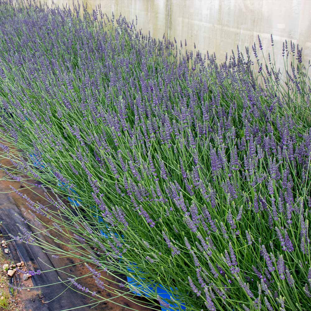 Sensational™ Lavender Plant - Image 7