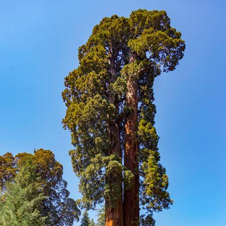 Sequoia Tree - Image 2