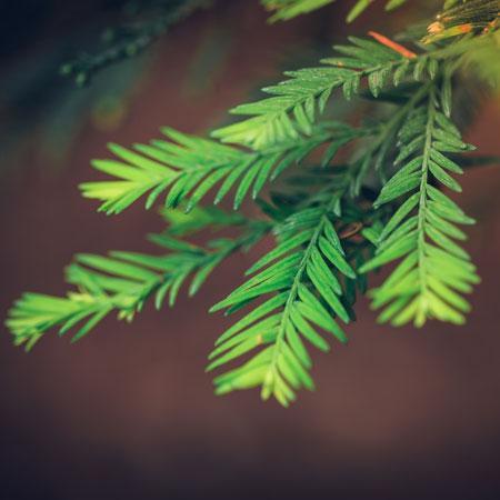 Sequoia Tree - Image 3