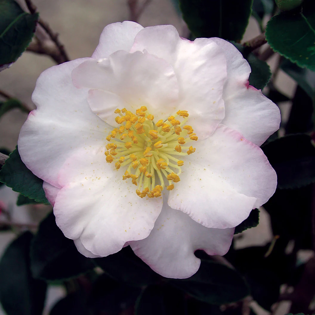 Setsugekka Camellia - Image 3