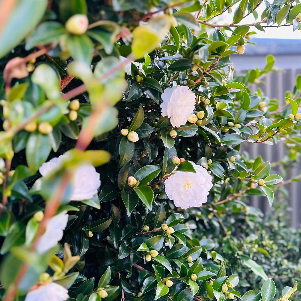 Setsugekka Camellia - Image 4