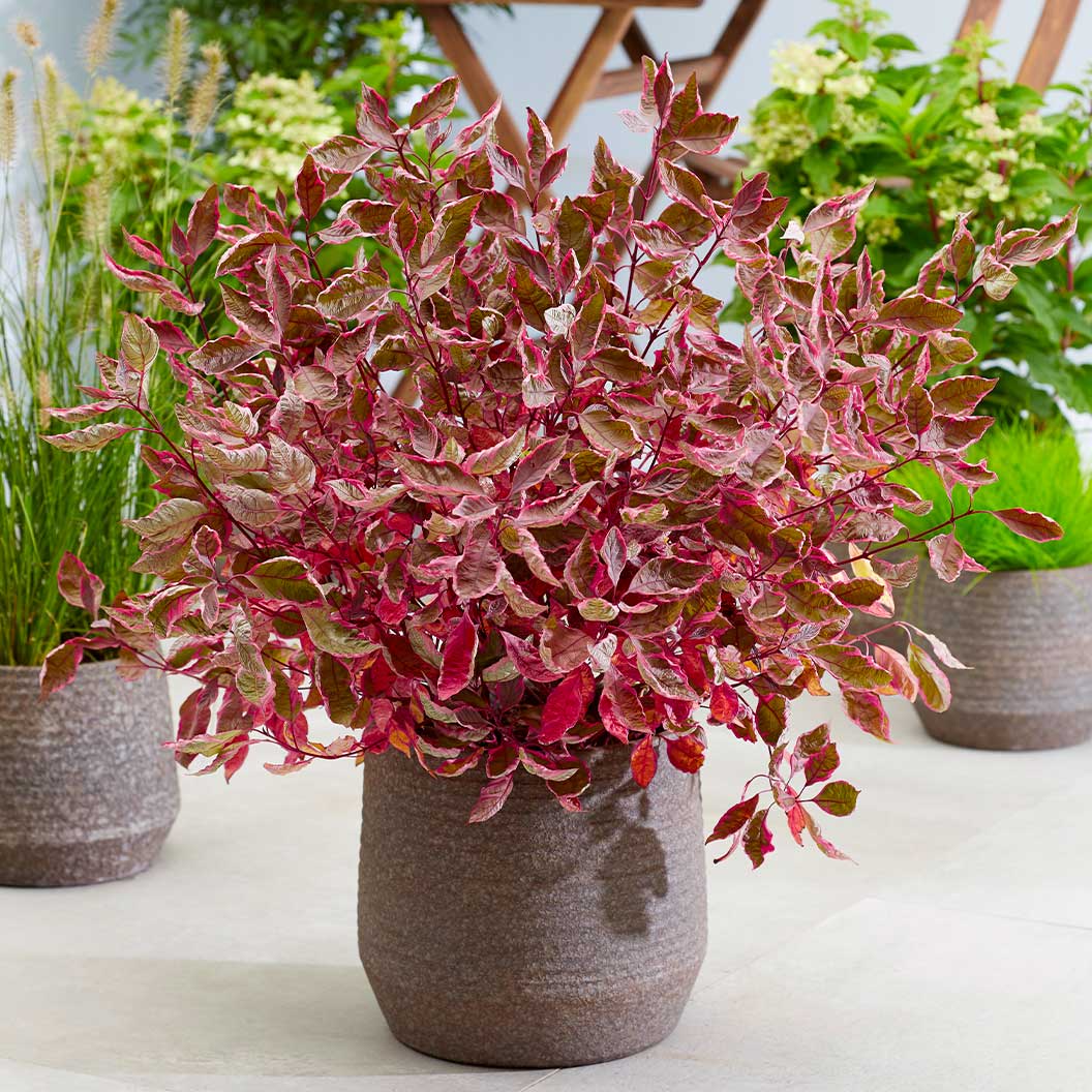 Proven Winners® Sgt. Pepper™ Dogwood Bush - Image 2