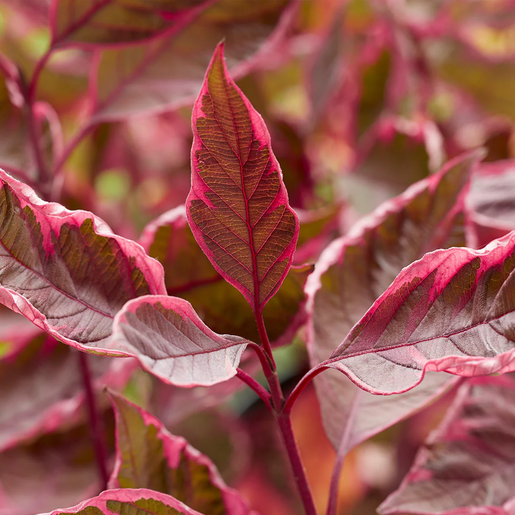 Proven Winners® Sgt. Pepper™ Dogwood Bush - Image 3