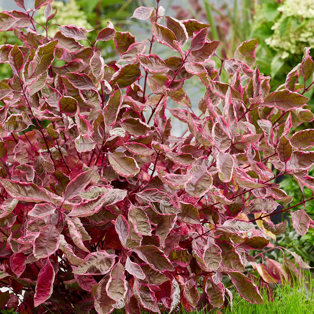 Proven Winners® Sgt. Pepper™ Dogwood Bush - Image 4