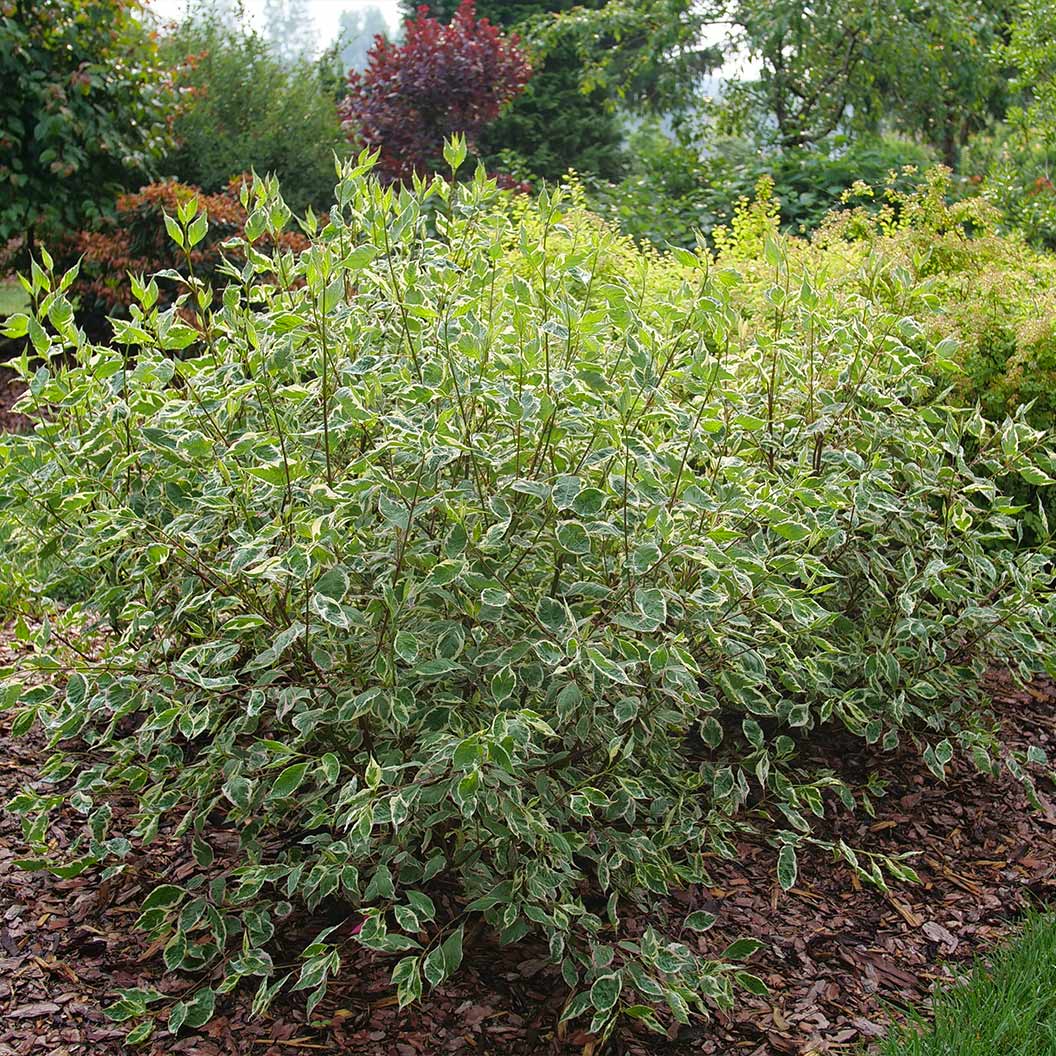 Proven Winners® Sgt. Pepper™ Dogwood Bush - Image 5