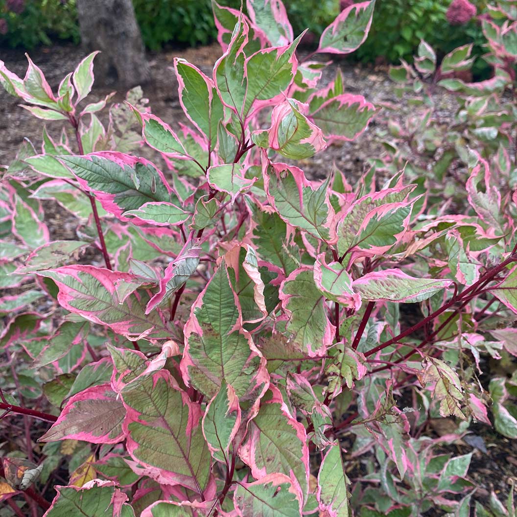 Proven Winners® Sgt. Pepper™ Dogwood Bush - Image 6