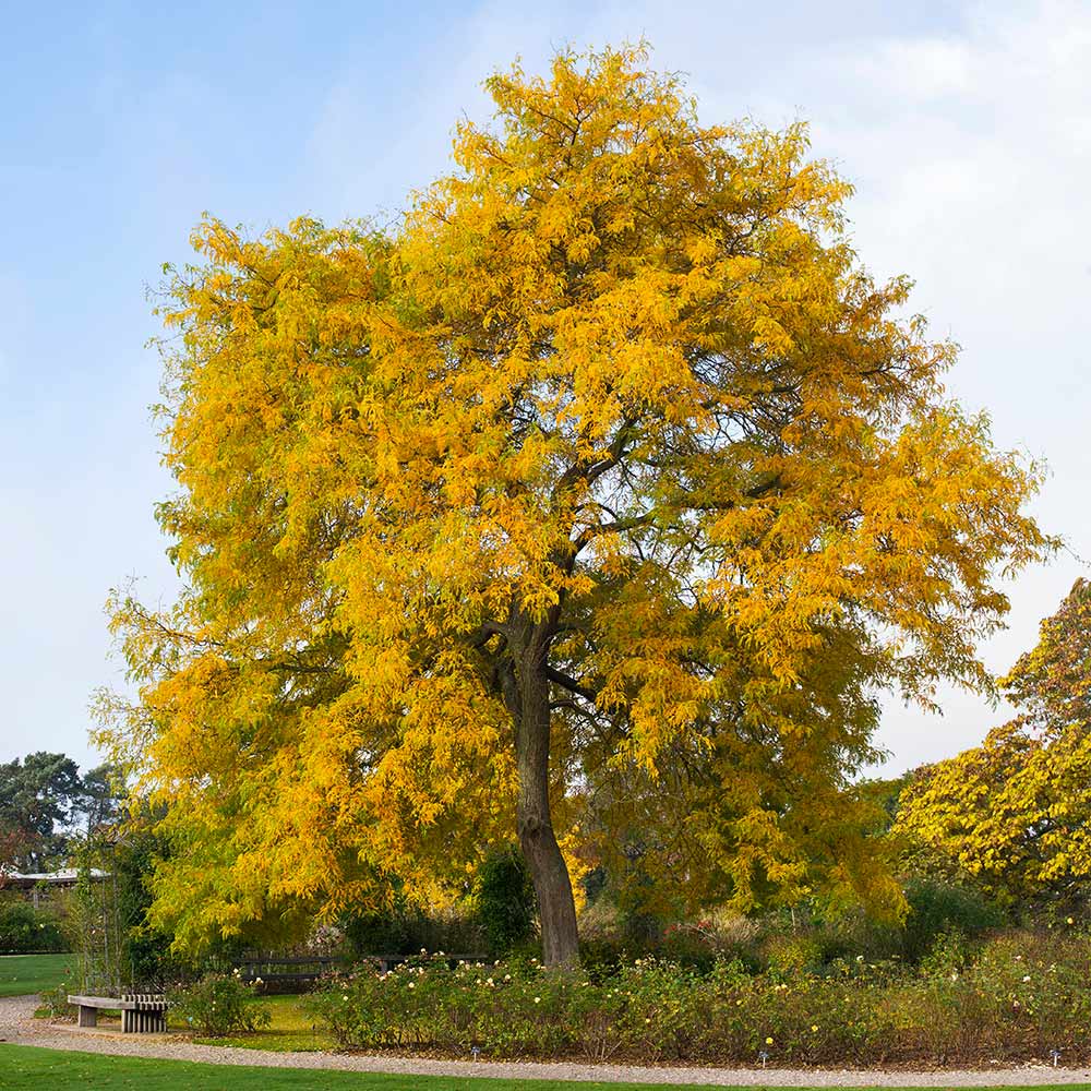 Shademaster Honeylocust Tree - Image 2