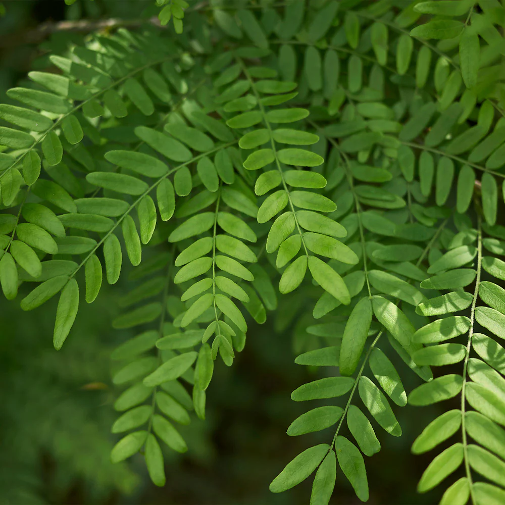 Shademaster Honeylocust Tree - Image 3
