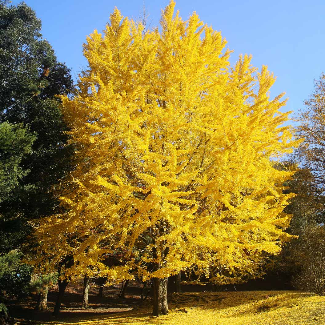 Shangri la® Ginkgo Tree - Image 2