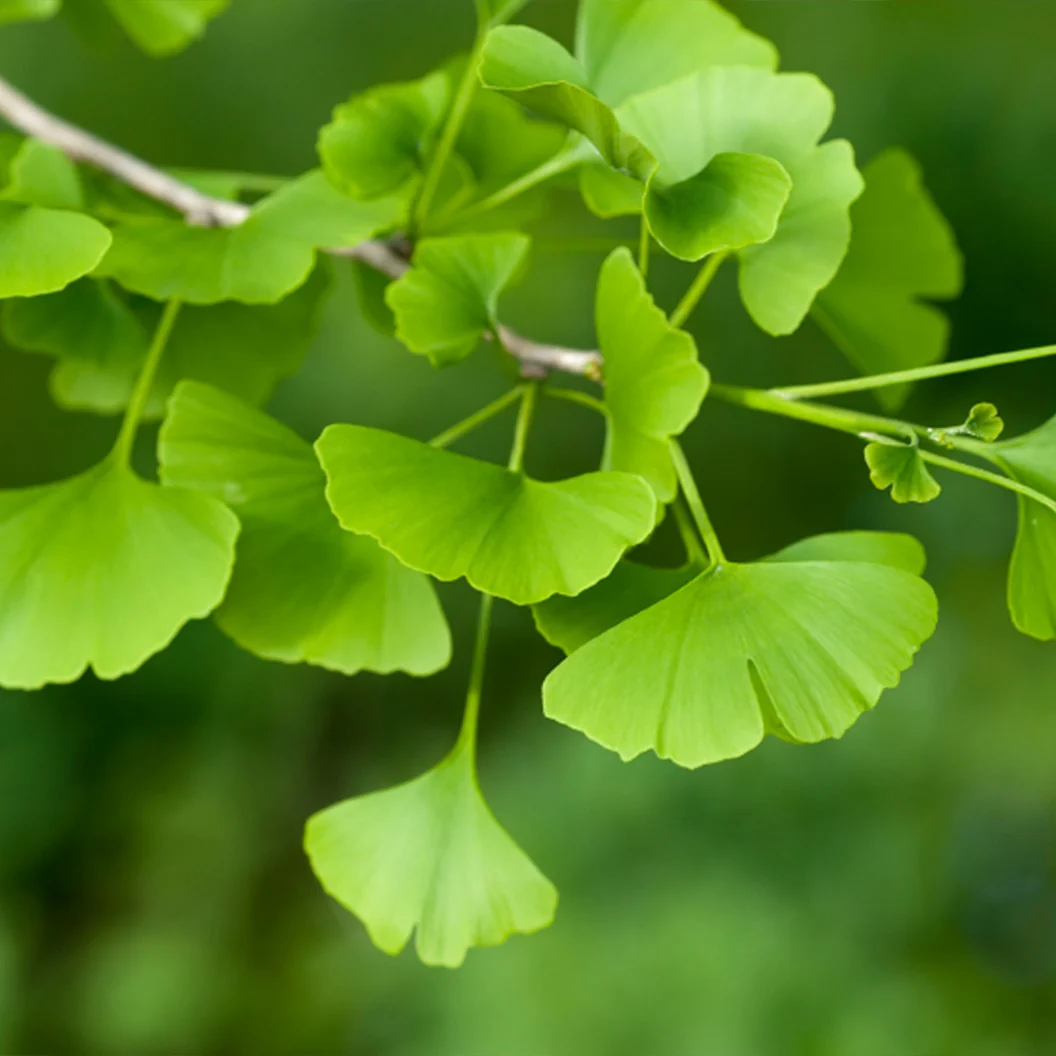 Shangri la® Ginkgo Tree - Image 3